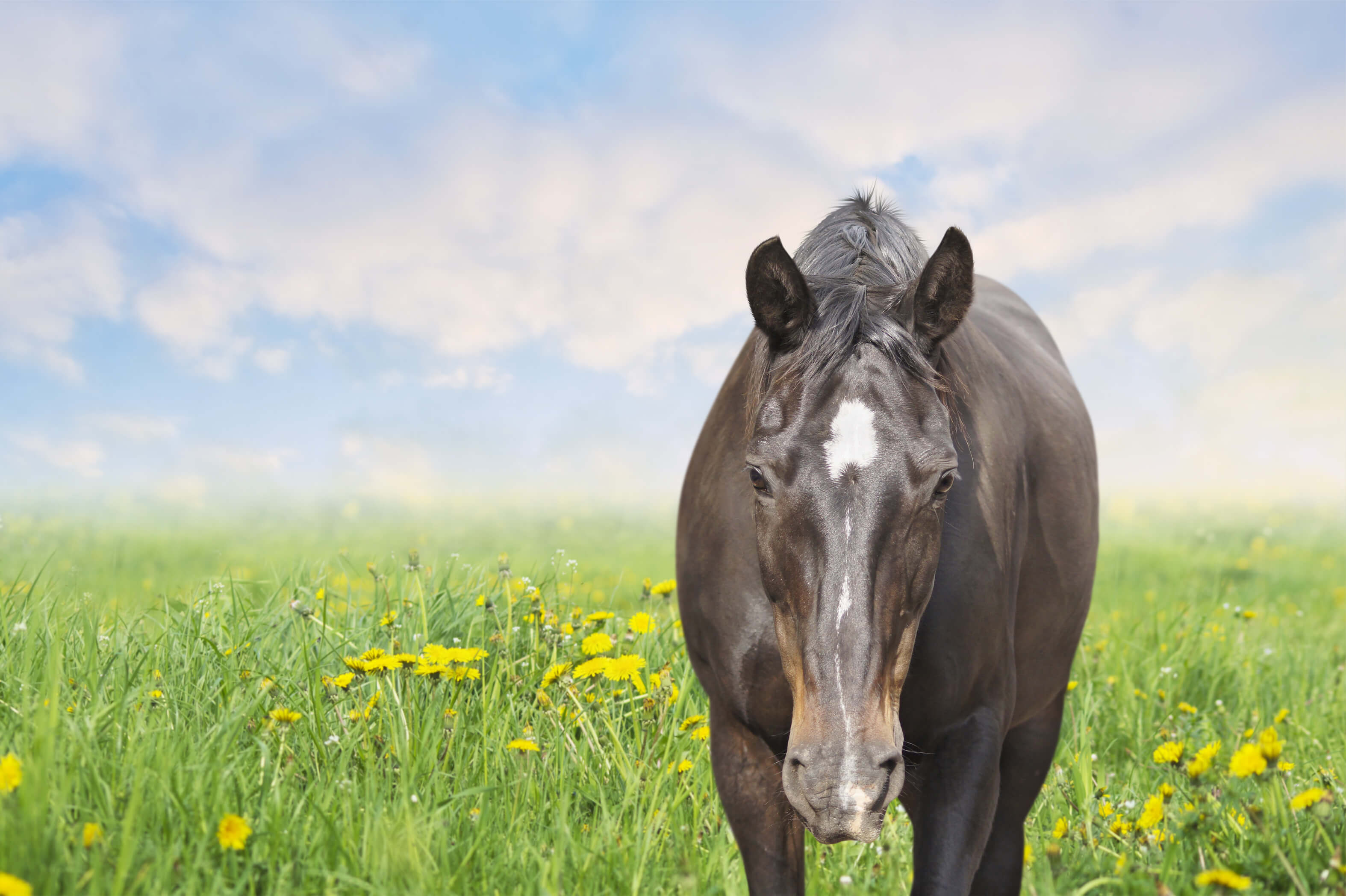 Shutterstock 174603416 Performance Horse Nutrition