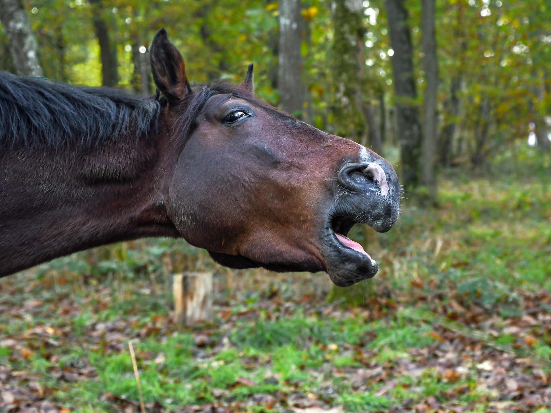 Misbrug fjer Regeringsforordning ESOPHAGEAL OBSTRUCTION "CHOKE" - Performance Horse Nutrition