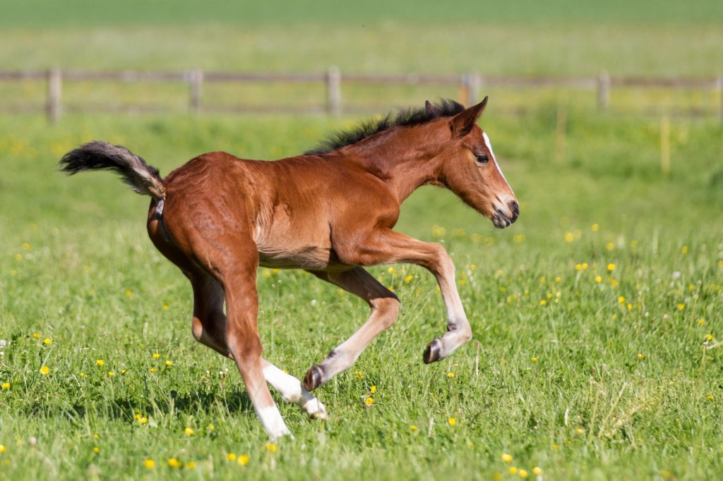 protein-quality-not-quantity-for-growing-horses-performance-horse