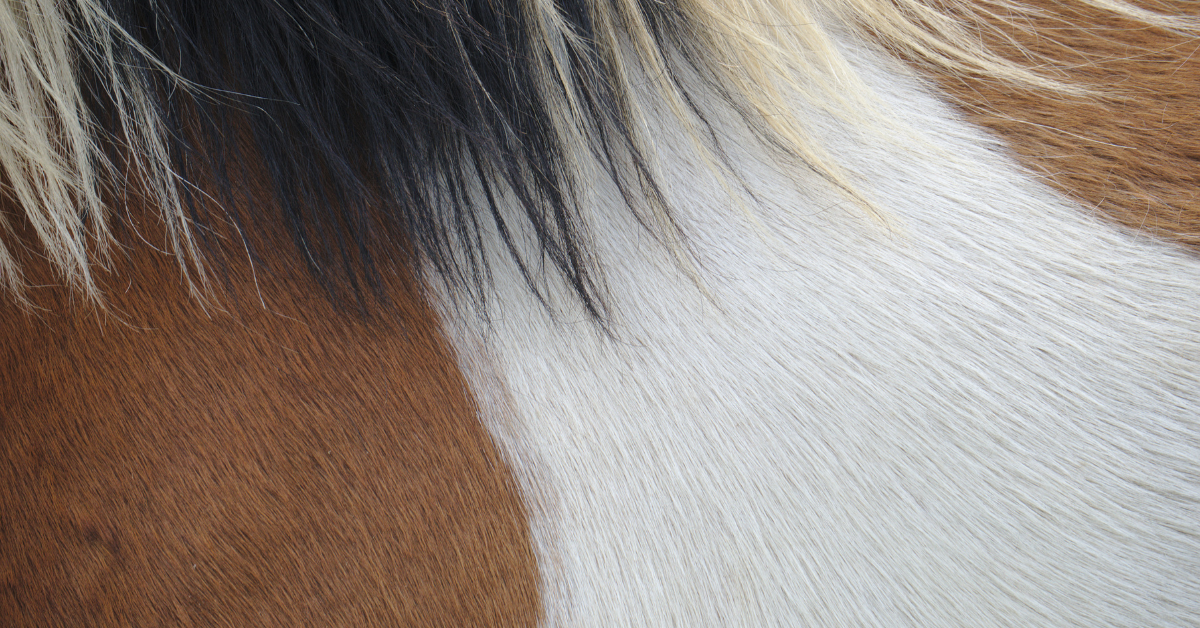 HORSE COAT HEALTH AND COLOR - Performance Horse Nutrition
