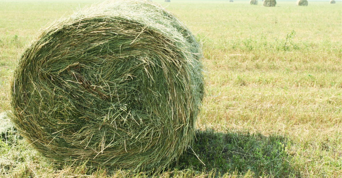 HAY 101: MATCHING THE RIGHT FORAGE WITH YOUR HORSE'S NUTRIENT NEEDS ...