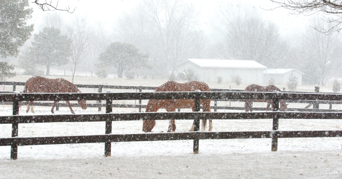 Linseed – Boost your winter feeding – Smart Horse Nutrition